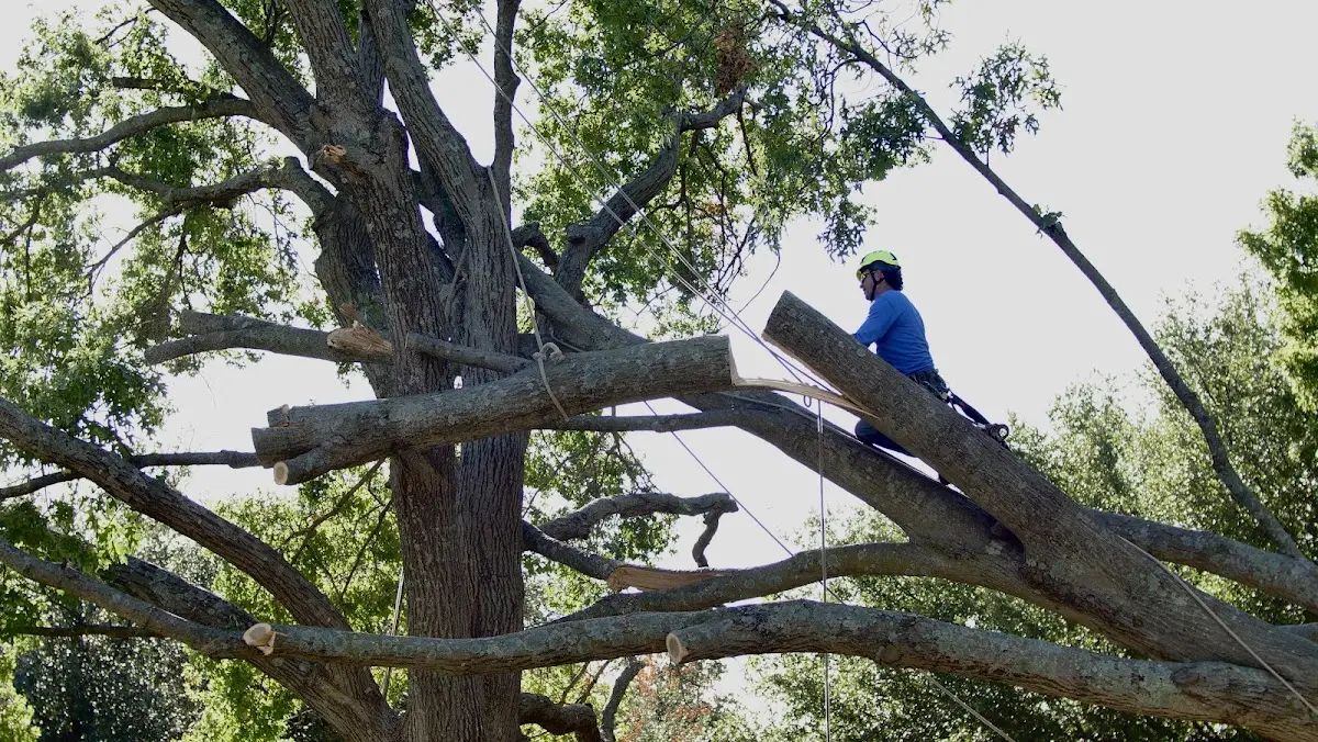 Professional Hazardous Tree Removal performed by certified arborists in Shirley